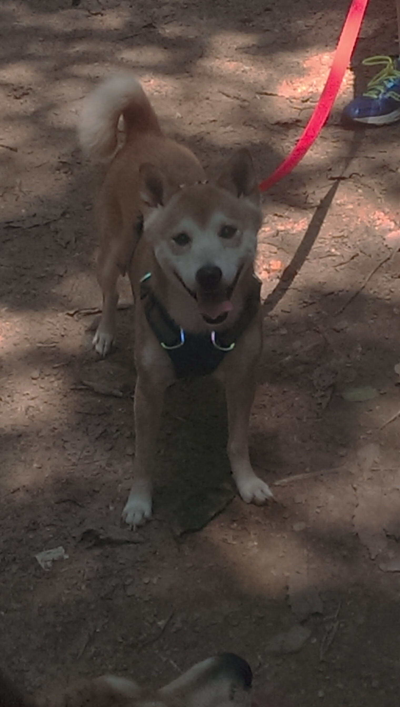 开云下载-以下克上，战术纪律与巨星锋芒的交响